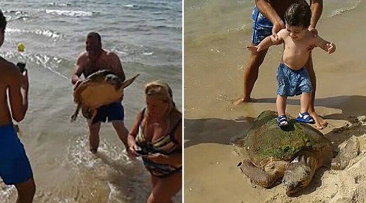 selfies turtle lebanon