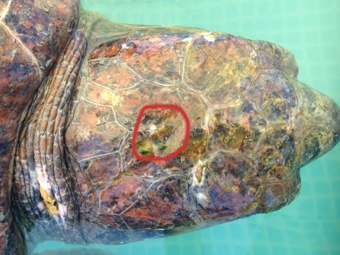 injured sea turtle selfie