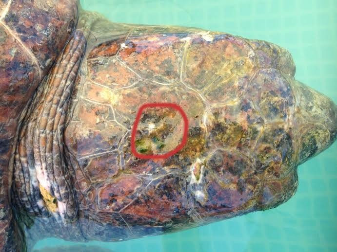 Click to enlarge injured sea turtle selfie