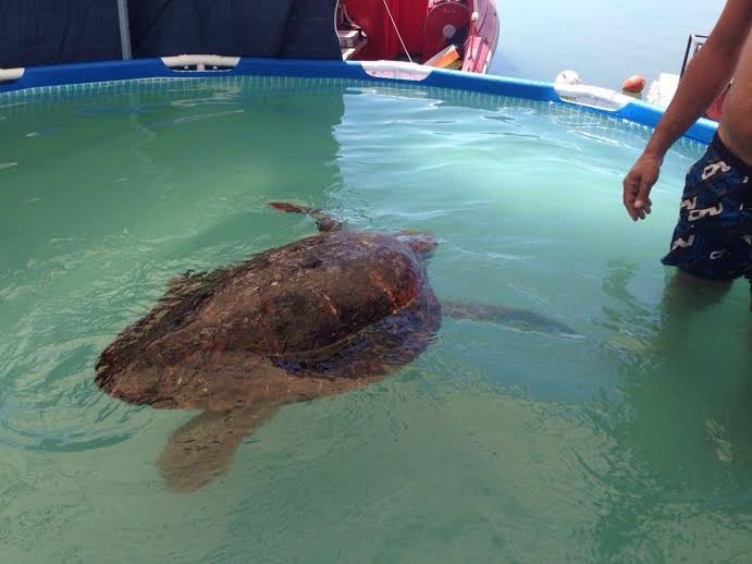 Click to enlarge sea turtle selfies