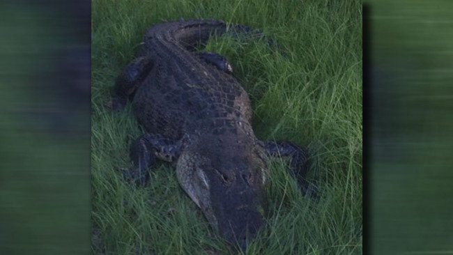 Alligator