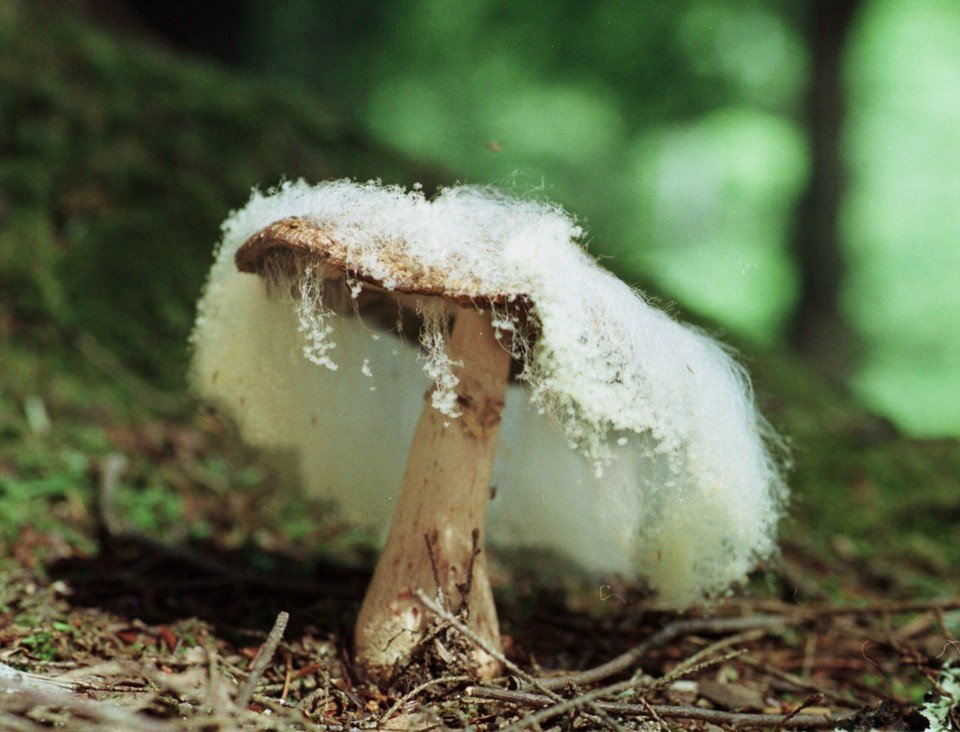mushroom