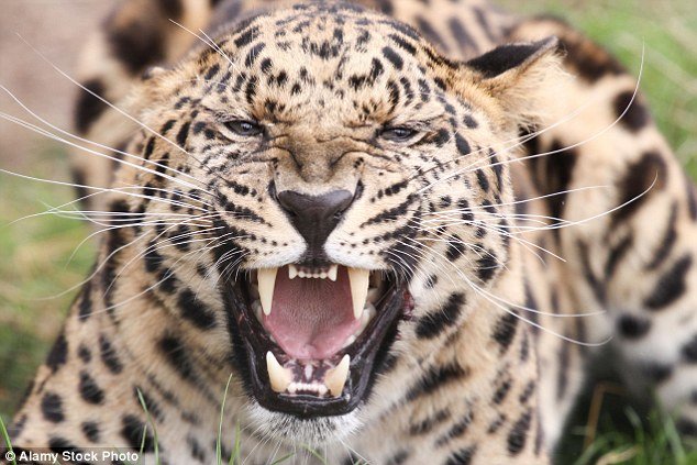 Leopards now attacking humans in their houses