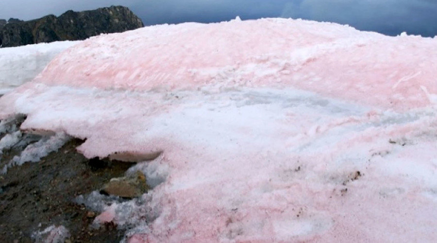 Arctic pink snow