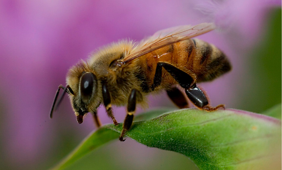 Honey bee