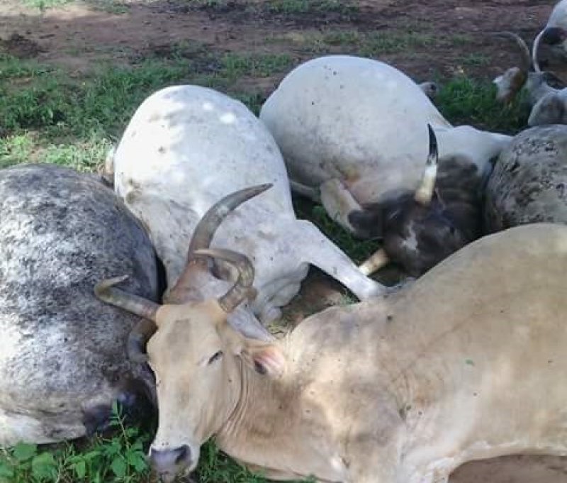 Click to enlarge The dead cattle