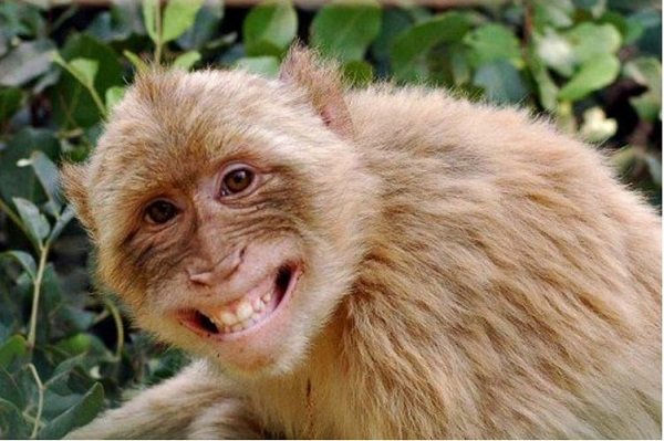 monkey