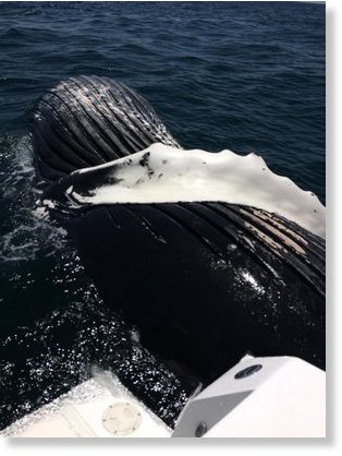 A dead humpback whale was found just outside the Shinnecock Inlet in Southampton. 