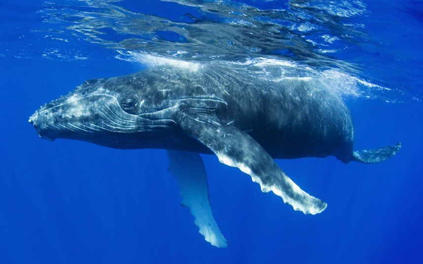 Whale