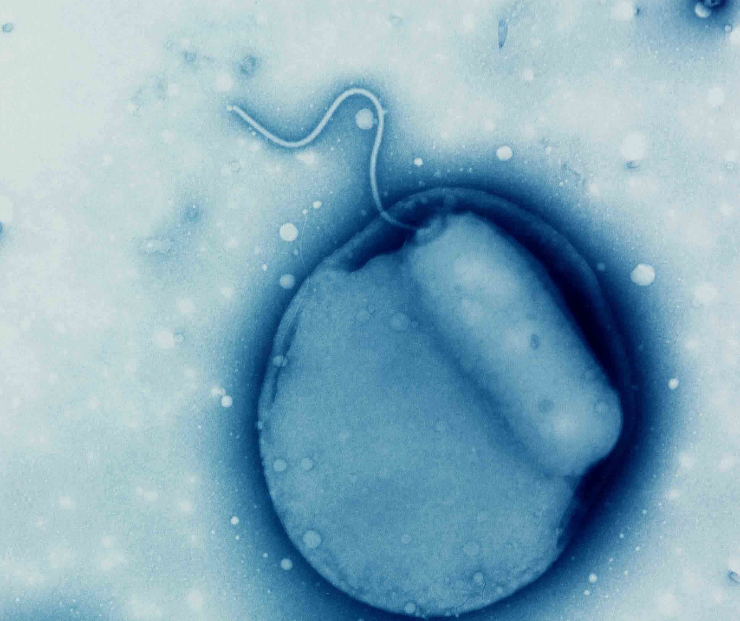 Bdellovibrio bacteria