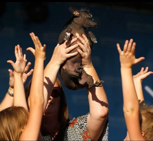 Click to enlarge Rue the dog