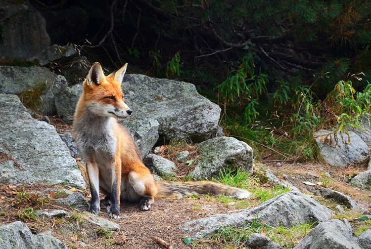 Red fox