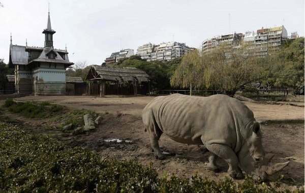 rhino