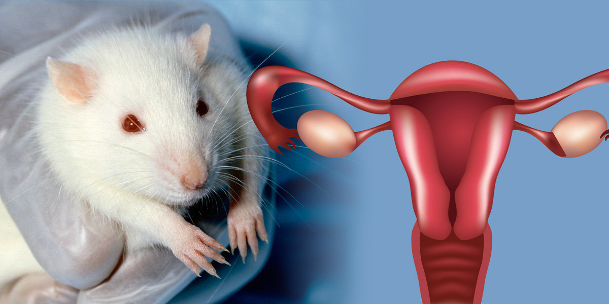 Click to enlarge rats