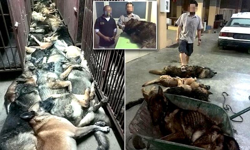 dead dogs