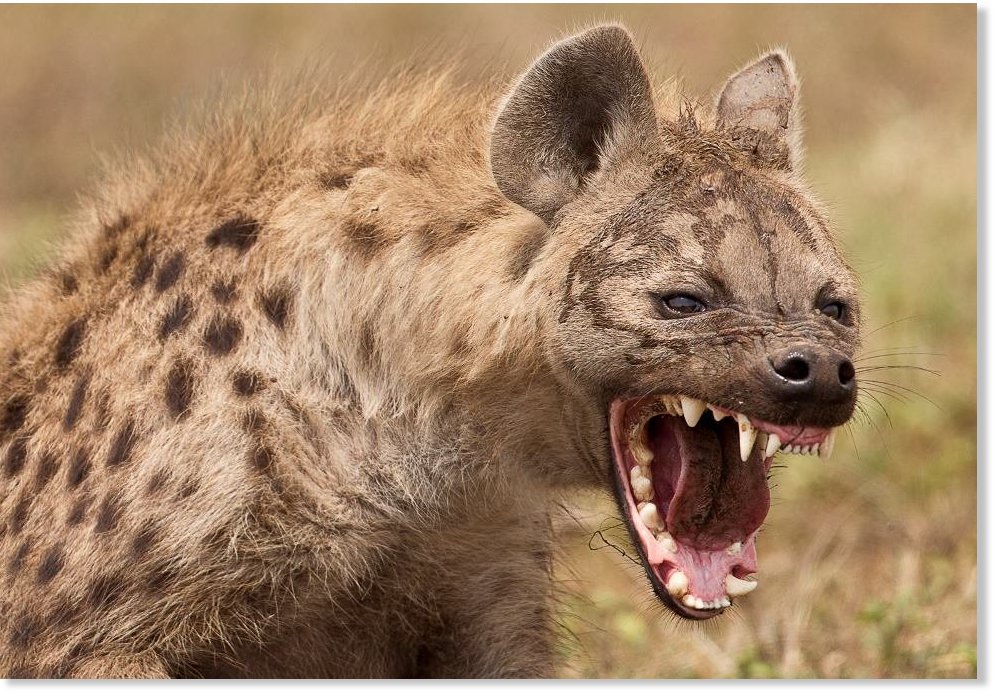 Hyena by Mikita Brottman Hyena by Mikita Brottman