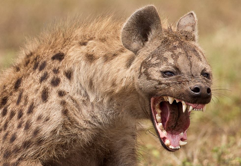 Spotted Hyena