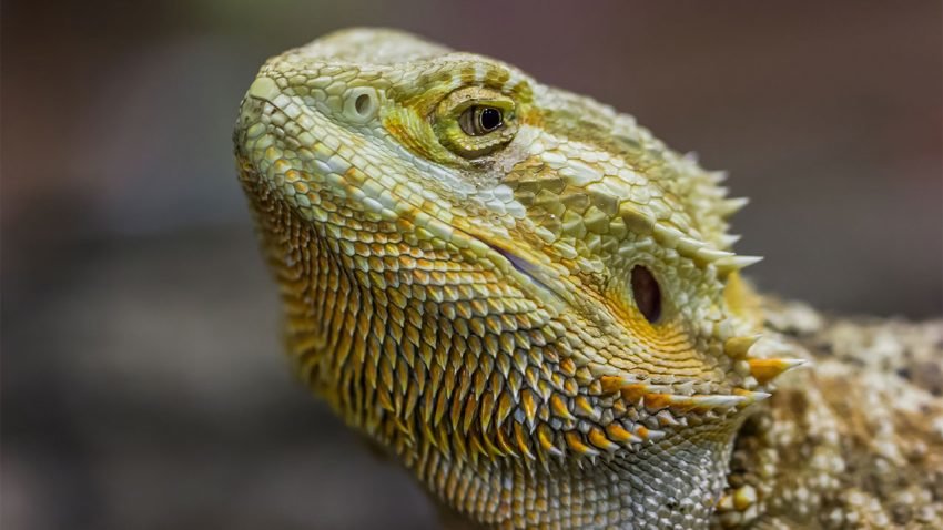 Bearded dragon