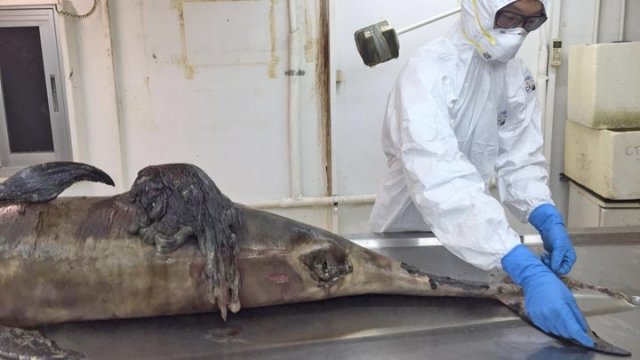 Click to enlarge The dead porpoise found on Sunday.