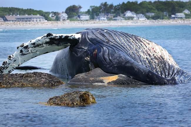 Click to enlarge A 45-foot female humpback whale, identified as Snow Plow, washed onto some rocks near the Rye Harbor State Park early Monday morning.