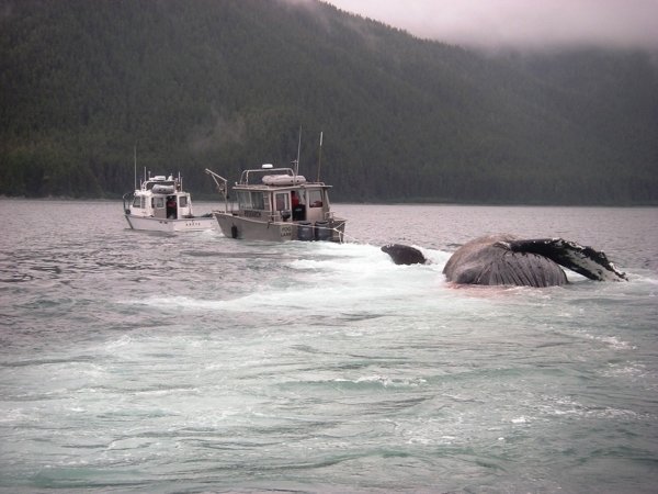 Festus, a humpback whale monitored in Southeast Alaska for 44 years, is hauled Sunday, June 26, 2016, by two National Park Service vessels after being discovered dead in the waters off Point Carolus. 
