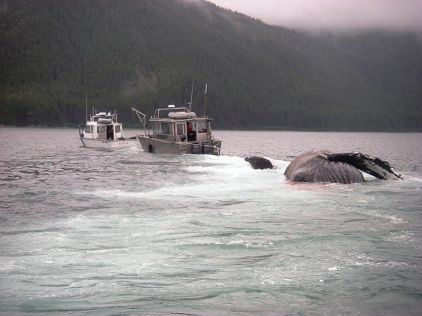 Click to enlarge Festus, a humpback whale monitored in Southeast Alaska for 44 years, is hauled Sunday, June 26, 2016, by two National Park Service vessels after being discovered dead in the waters off Point Carolus.