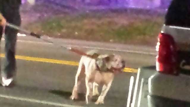 Click to enlarge Two dogs were taken into quarantine after they attacked a woman