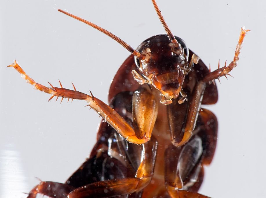 cockroaches