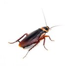cockroach2
