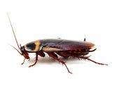 cockroach3