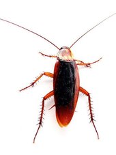 cockroach4