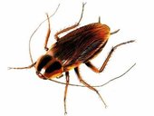 cockroach5