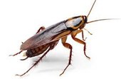 roaches