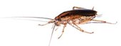 another roach