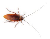 cockroach8