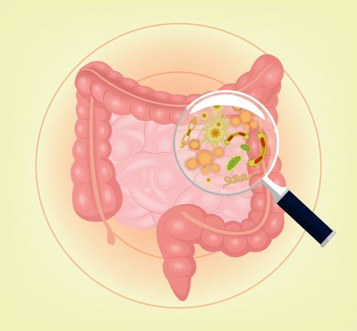 Click to enlarge gut bacteria
