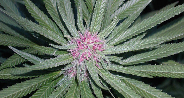 Click to enlarge cannabis flower