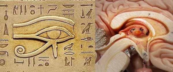 Click to enlarge pineal gland
