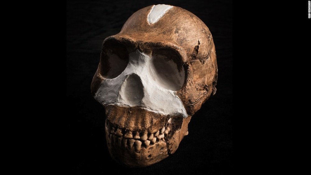 Click to enlarge homo naledi skull