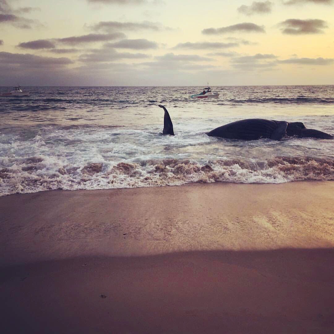 Click to enlarge A whale that washed ashore at Dockweiler State Beach is seen in this photo posted to the Los Angeles County Fire Department Lifeguard Division Twitter page.