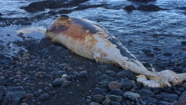Click to enlarge Hiker Fern Burke came across this carcass while hiking near Tors Cove. DFO has identified it as a minke whale.
