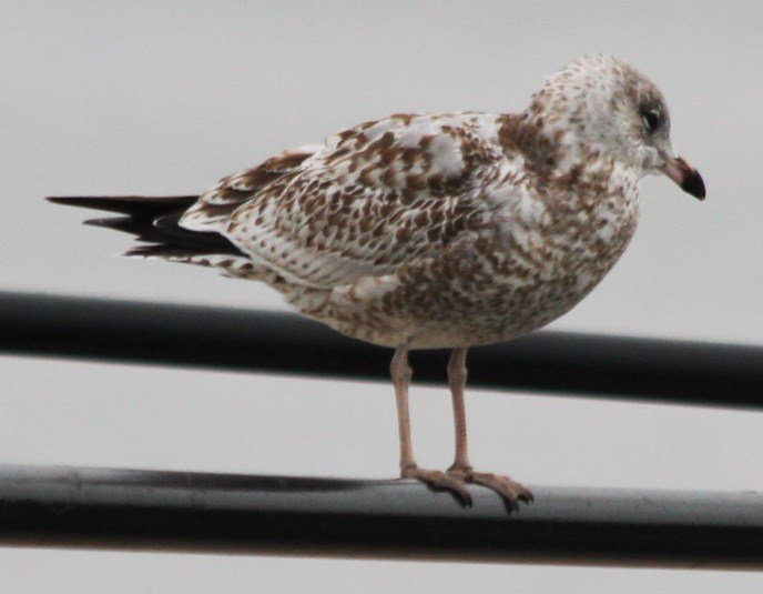 Young Ring-billed Gull