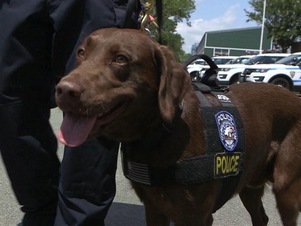 Click to enlarge police dog