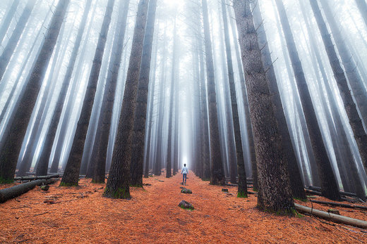 Click to enlarge Sugar Pine Walk by Daniel Tran