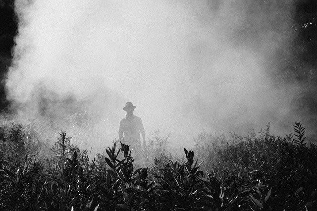 Click to enlarge pesticides