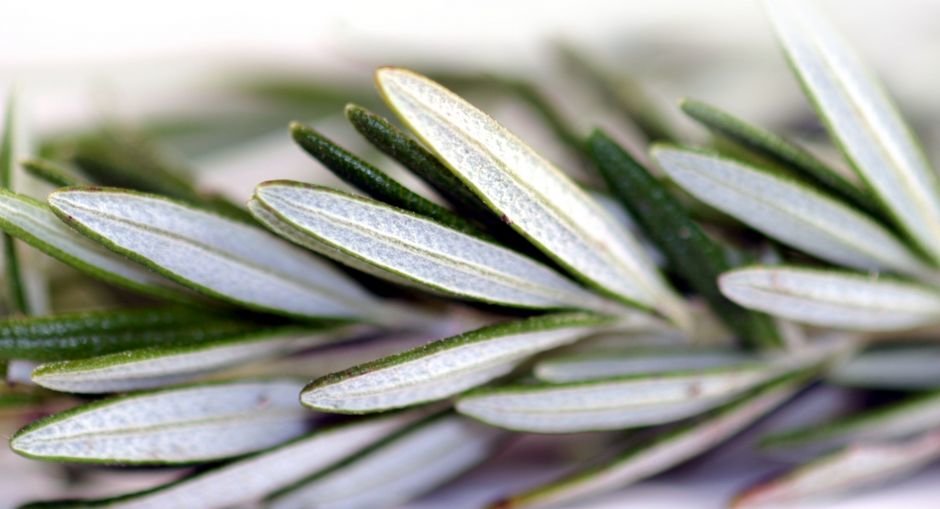 rosemary 