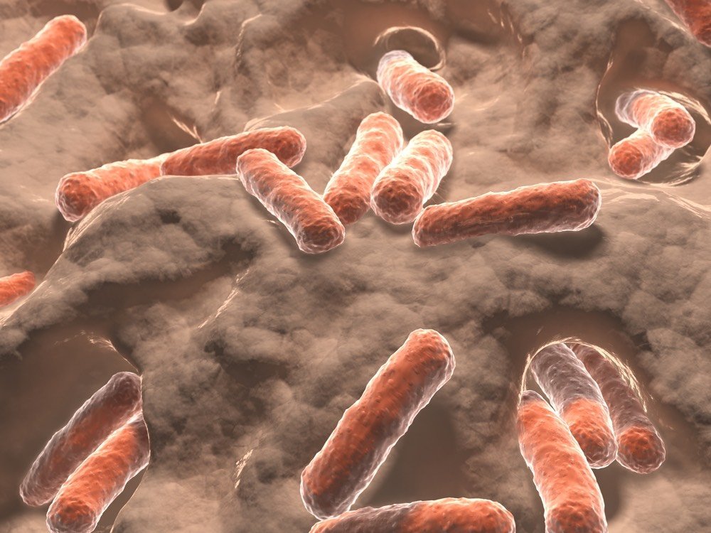 Click to enlarge Gut microbes