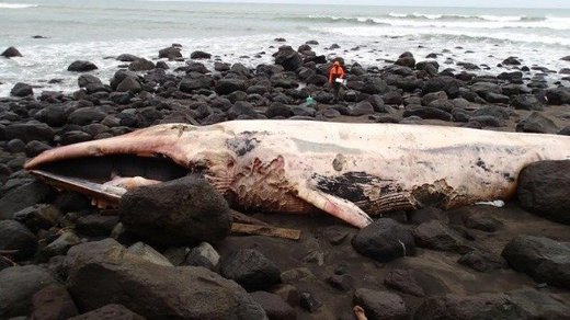 Altered EMF environment: A killing field for marine mammals Altered EMF environment: A killing field for marine mammals