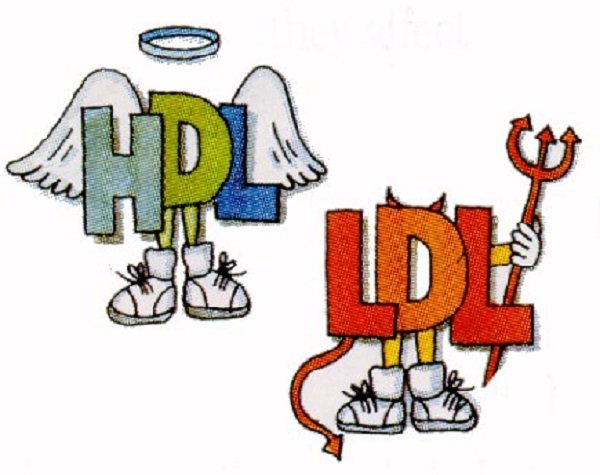 HDL and LDL cholesterol
