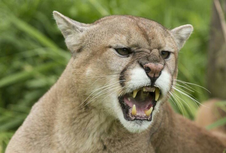 Click to enlarge Mountain Lion